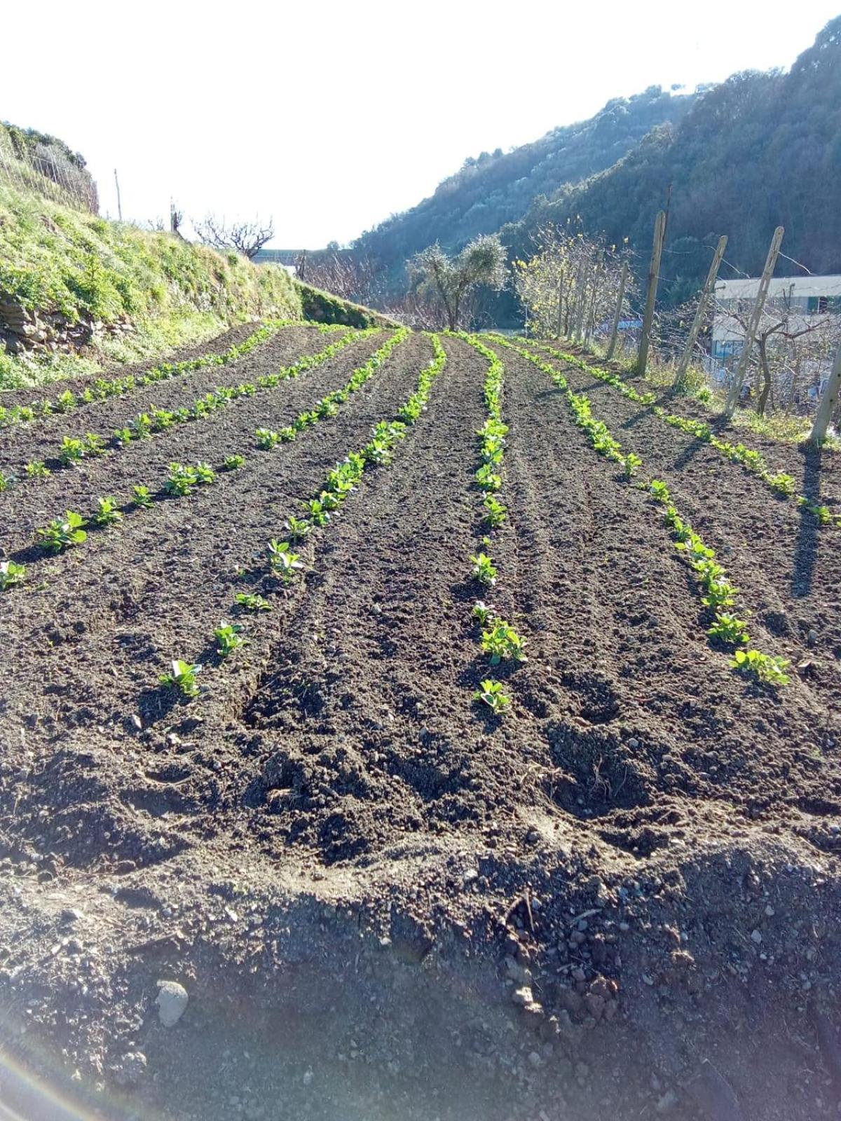 Agriturismo Cele Celle Ligure Exterior foto